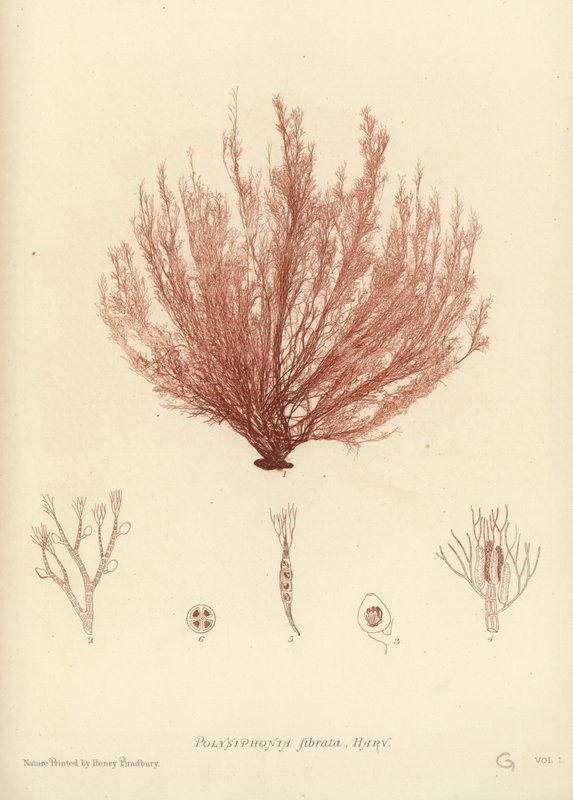 British Sea-Weed (természetesen nyomtatott) alkotó: English School