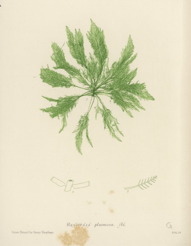 British Sea-Weed (természetesen nyomtatott) alkotó: English School