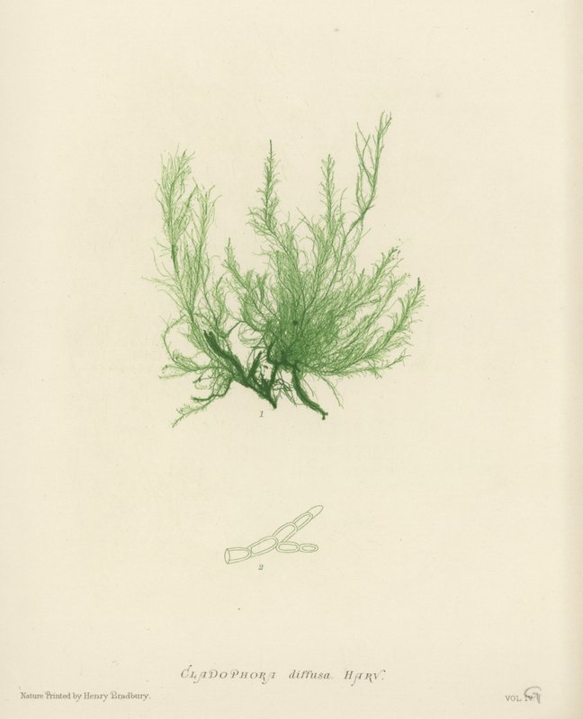 British Sea-Weed (természetesen nyomtatott) alkotó: English School