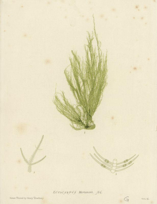 British Sea-Weed (természetesen nyomtatott) alkotó: English School