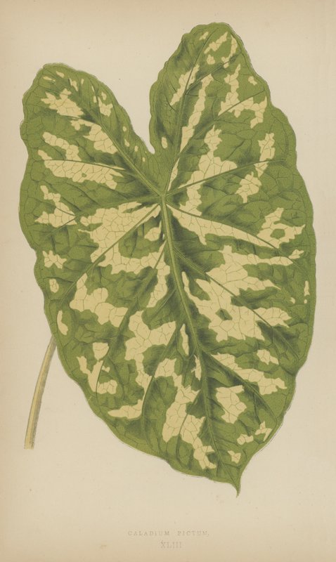 Caladium Pictum alkotó: English School