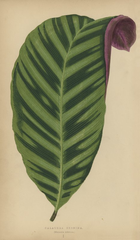 Calathea Zebrina, Maranta zebrina alkotó: English School