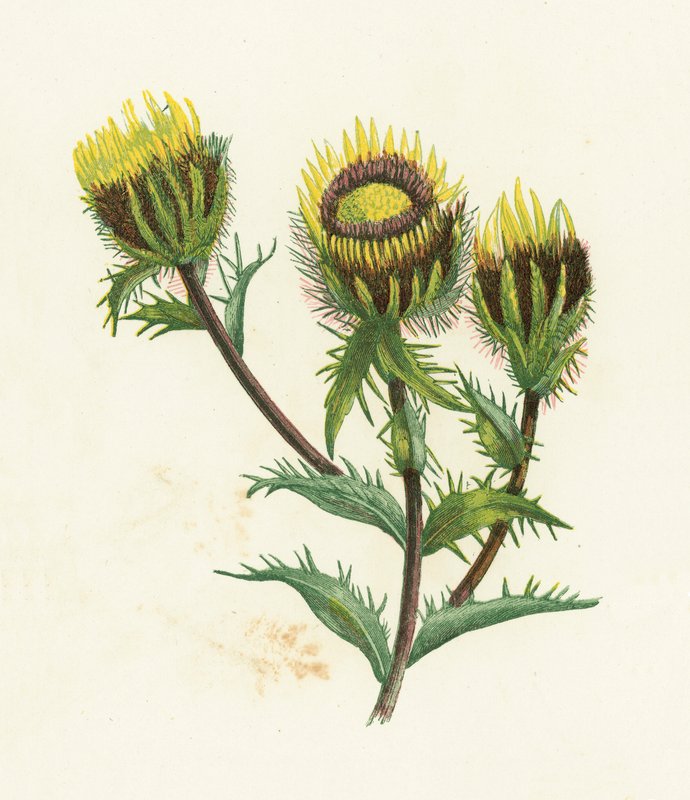 Carline Thistle, Carlina Vulgaris alkotó: English School