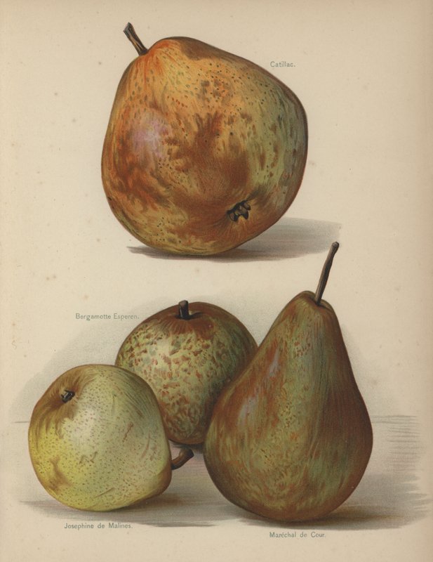 Catillac, Bergamotte Esperen, Josephine de Malines, Marechal de Cour alkotó: English School