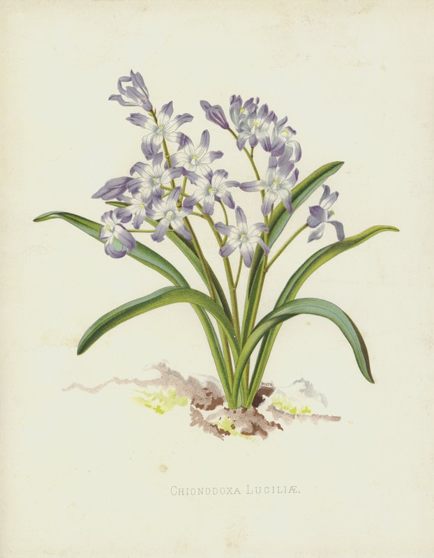 Chionodoxa Luciliae alkotó: English School