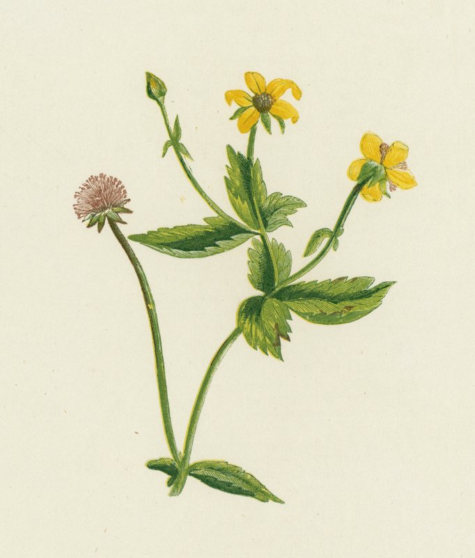Common Avens, Geum Urban alkotó: English School
