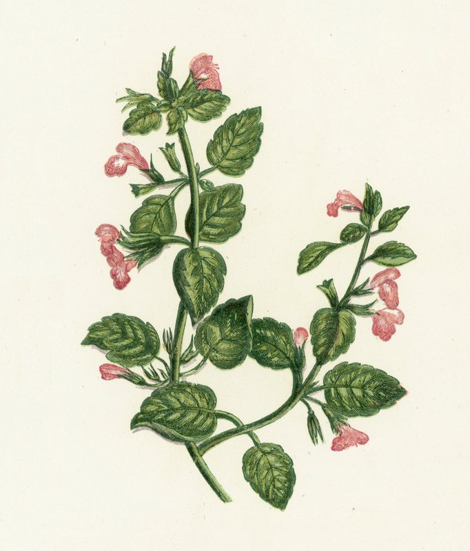 Közönséges Calamint, Calamintha Officinalis alkotó: English School