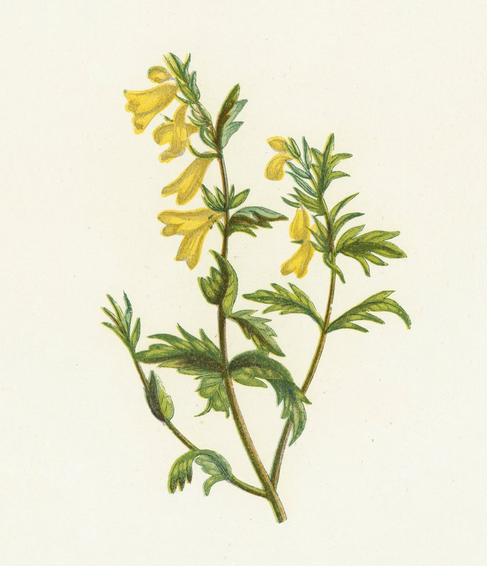 Közönséges tehénbúza, Melampyrum Pratense alkotó: English School