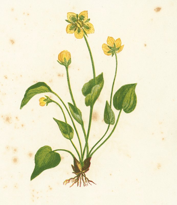Parnassus közönséges fű, Parnassia Palustris alkotó: English School