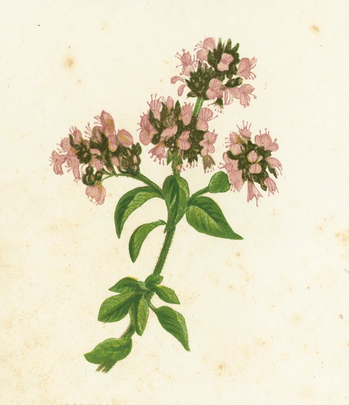 Közönséges majoránna, Origanum Vulgare alkotó: English School