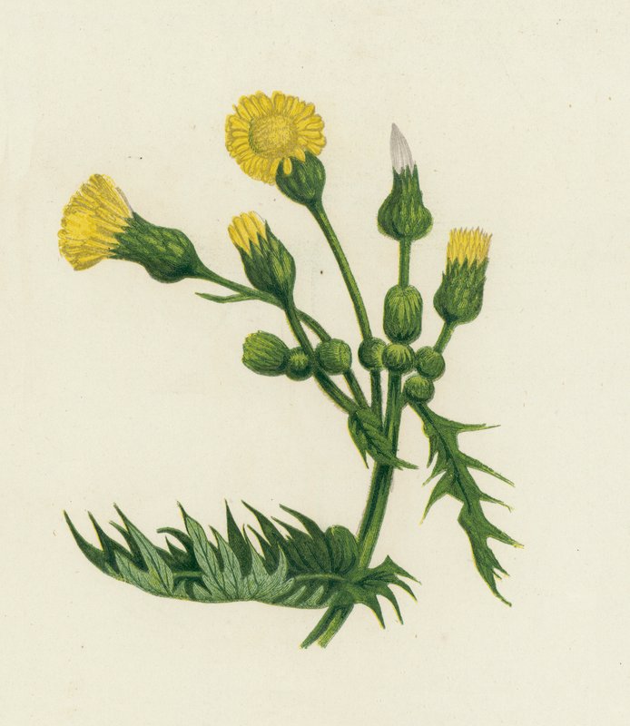 Közönséges bogáncs, Sonchus Oleraceus alkotó: English School