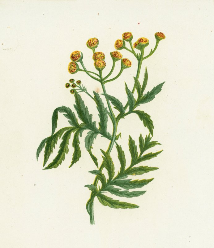 Közönséges tansy, Tanacetum Vulgare alkotó: English School