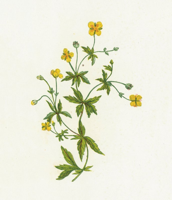 Közönséges Tormentil, Tormentilla Officinalis alkotó: English School