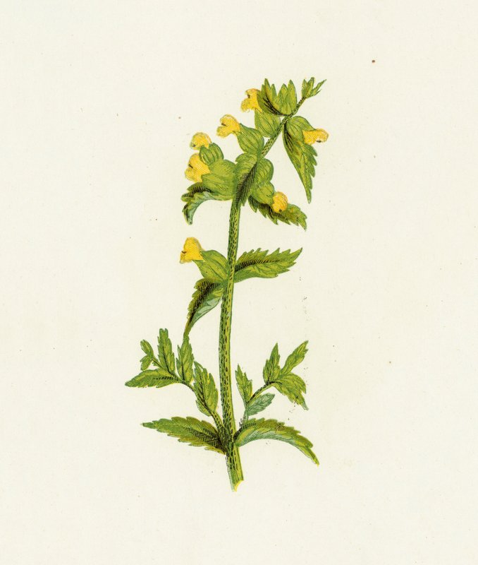 Közönséges sárga csörgő, Rhinanthus Crista-Galli alkotó: English School