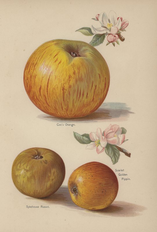 Coxs Orange, Sykehouse Russet, Scarlet Golden Pippin alkotó: English School