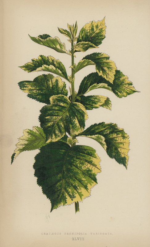 Crataegus Prunifolia Variegata alkotó: English School
