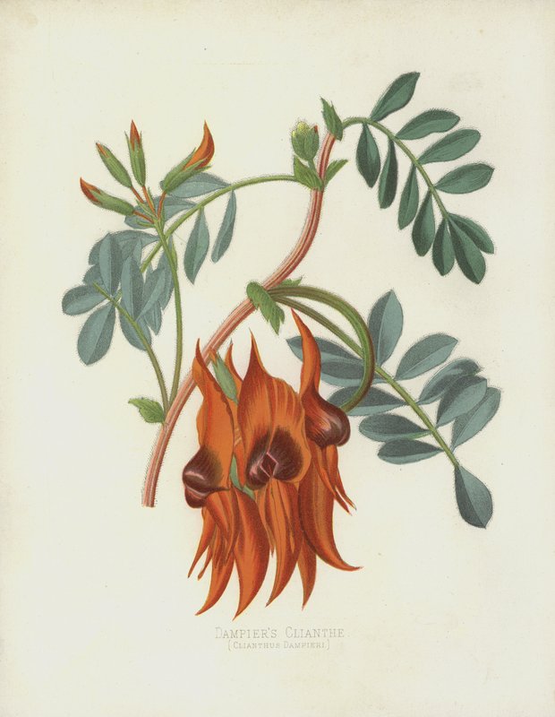 Dampiers Clianth, Clianthus Dampieri alkotó: English School