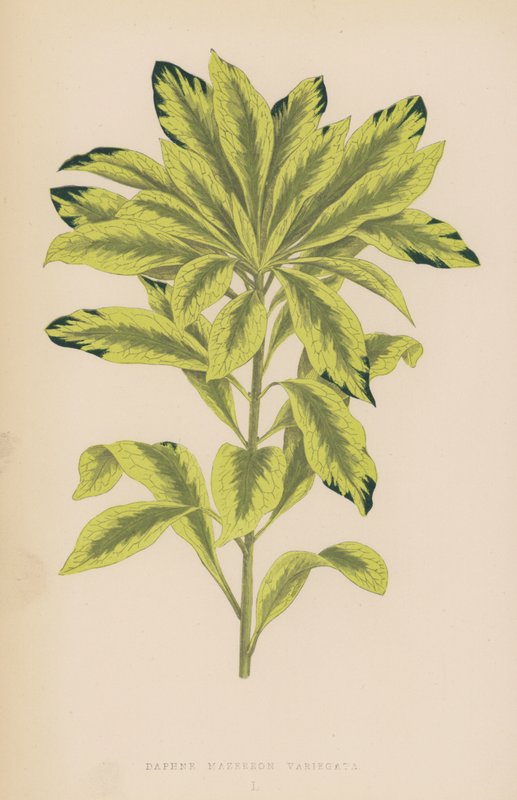 Daphne Mazereon Variegata alkotó: English School