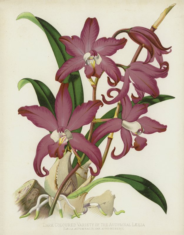 Az őszi Laelia, Laelia Autumnalis, var Atro-Rubens sötét színű változata alkotó: English School