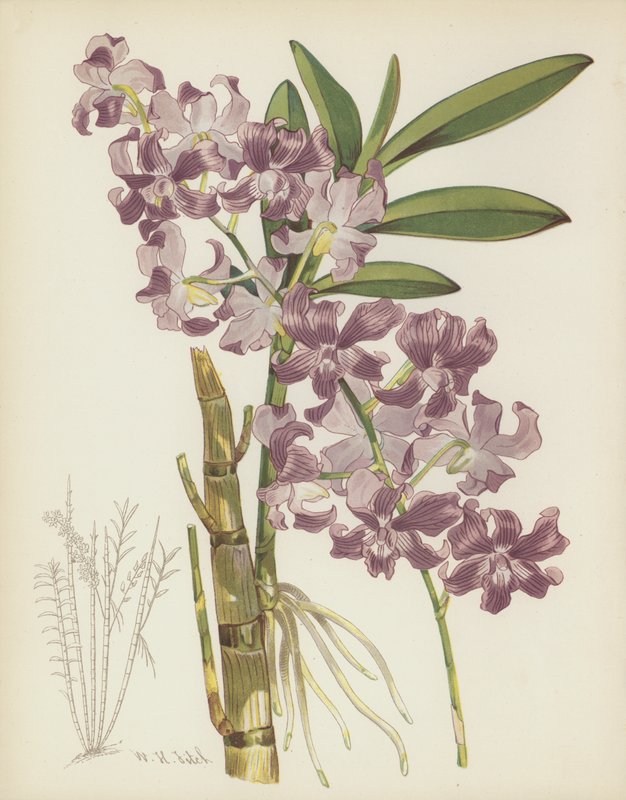 Dendrobium Superbiens alkotó: English School