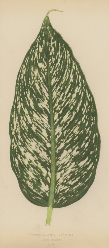 Dieffenbachia Seguina, Maculata fajta alkotó: English School