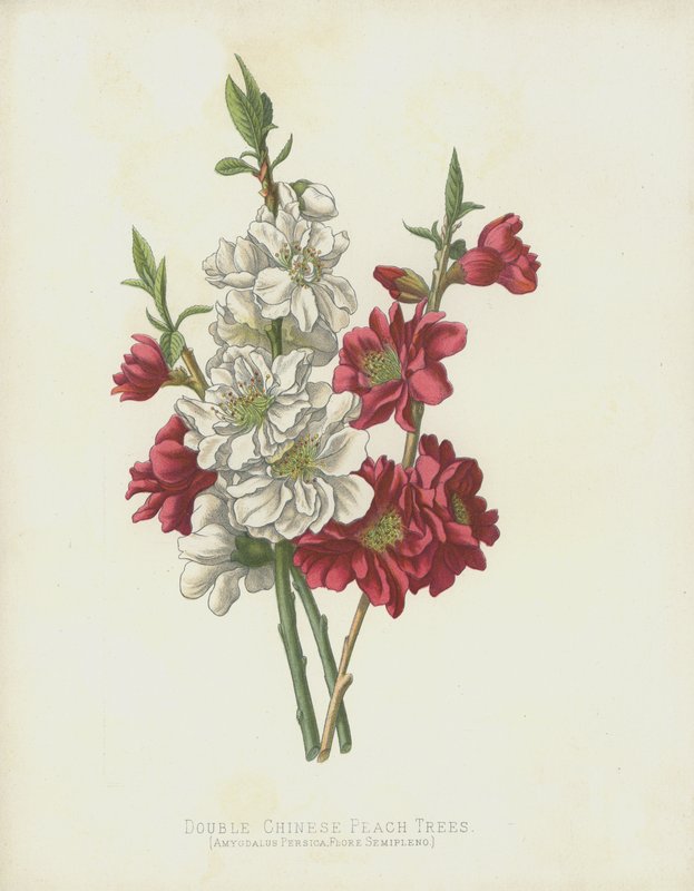 Kettős kínai őszibarackfák, Amygdalus Persica; Flore Semipleno alkotó: English School