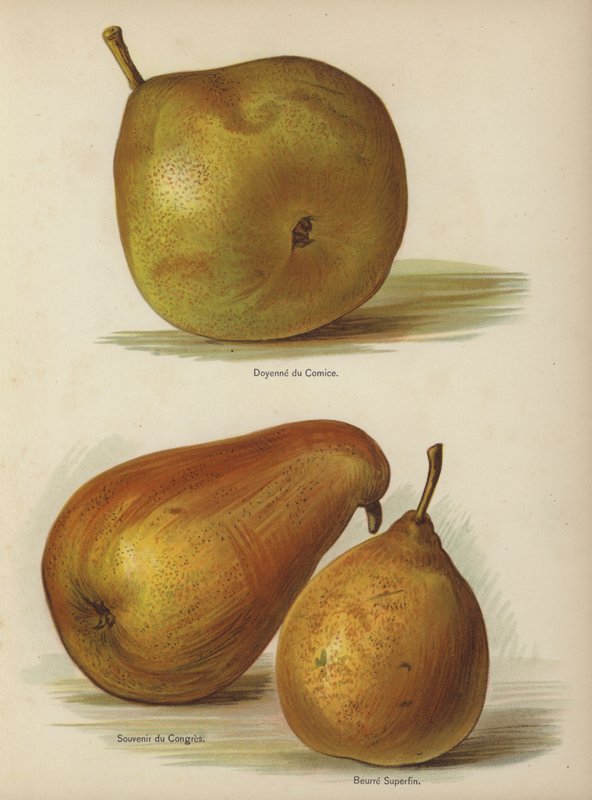 A Comice dékánja, A Kongresszus szuvenírje, Superfine Butter alkotó: English School