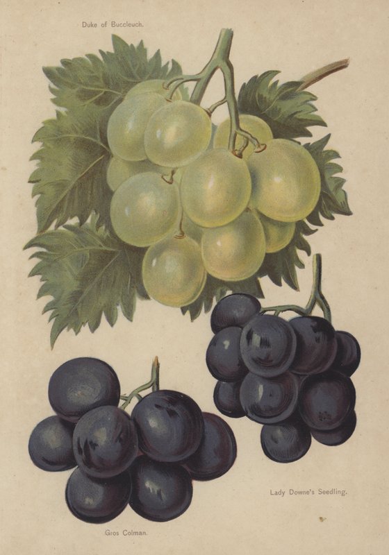 Duke of Buccleuch, Gros Colman, Lady Downes Seedling alkotó: English School