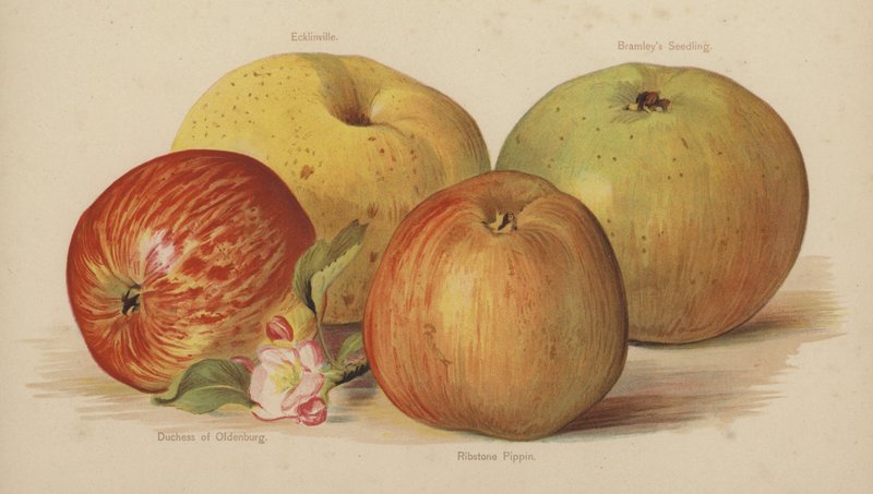 Ecklinville, Bramleys Seedling, Oldenburg hercegné, Ribstone Pippin alkotó: English School