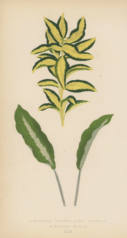 Euonymus Japonica Aurea Variegata Maranta Micans alkotó: English School