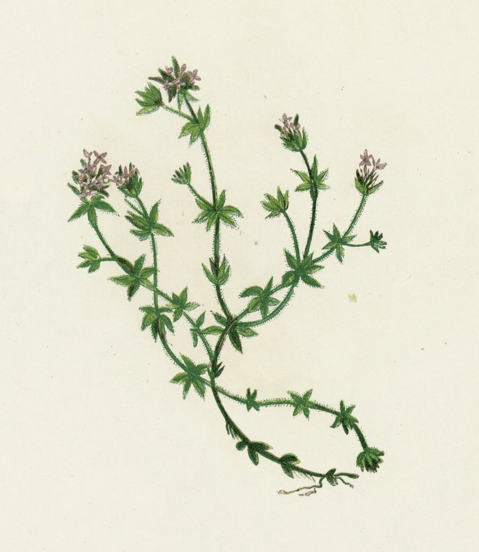 Field Madder, Sherardia Arvensis alkotó: English School