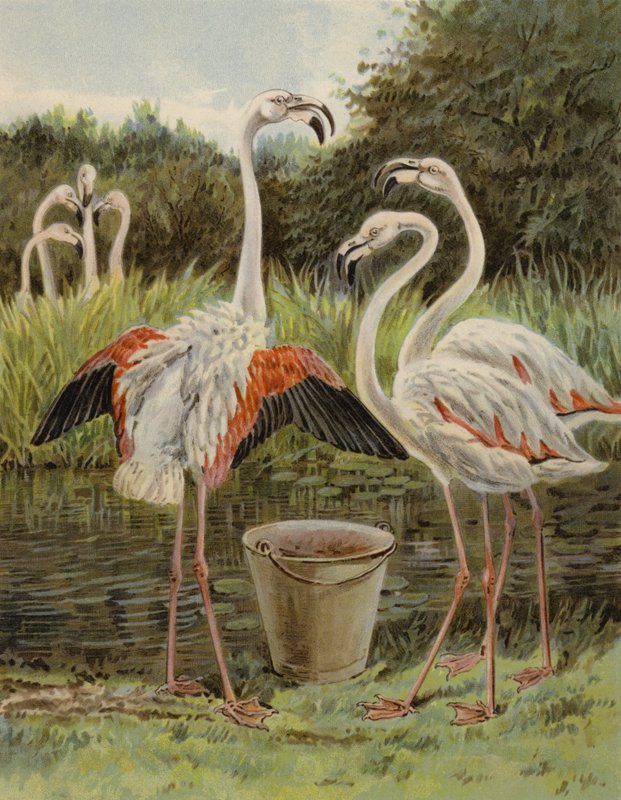 Flamingók etetése alkotó: English School