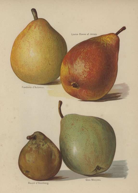 Őszi fondant, Louise Bonne of Jersey, Aremberg vaj, Glou Morceau alkotó: English School