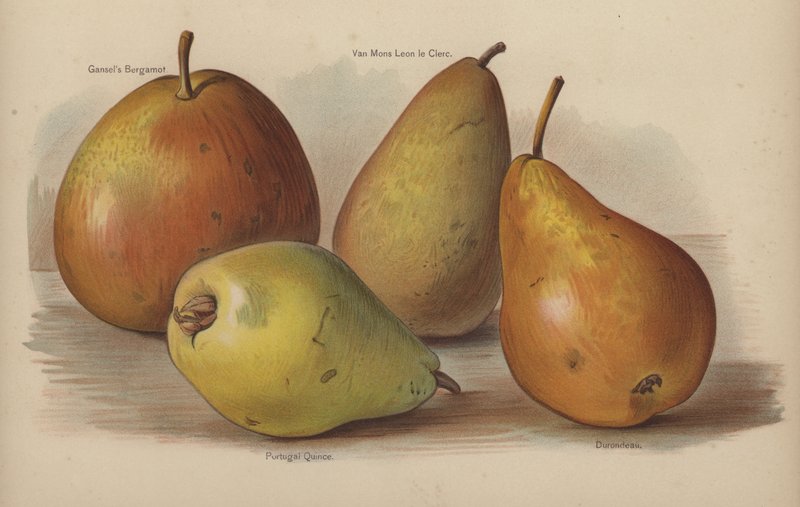 Gansels Bergamot, Van Mons Leon le Clerc, Portugál Quince, Durondeau alkotó: English School