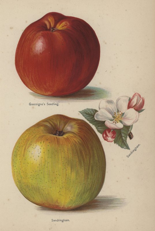 Gascoignes Seedling, Sandringham alkotó: English School