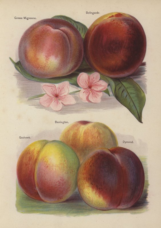 Grosse Mignonne, Bellegarde, Goshawk, Barrington, Dymond alkotó: English School