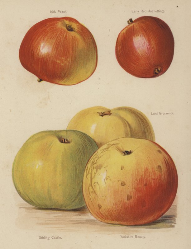 Irish Peach, Early Red Joanetting, Lord Grosvenor, Stirling Castle, Yorkshire Beauty alkotó: English School