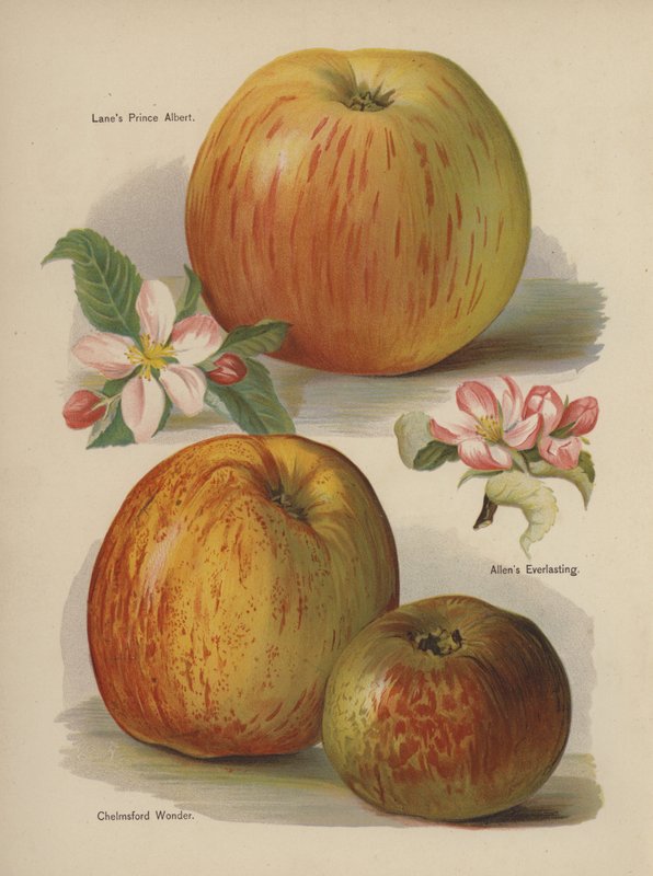 Lanes Prince Albert, Allens Everlasting, Chelmsford Wonder alkotó: English School