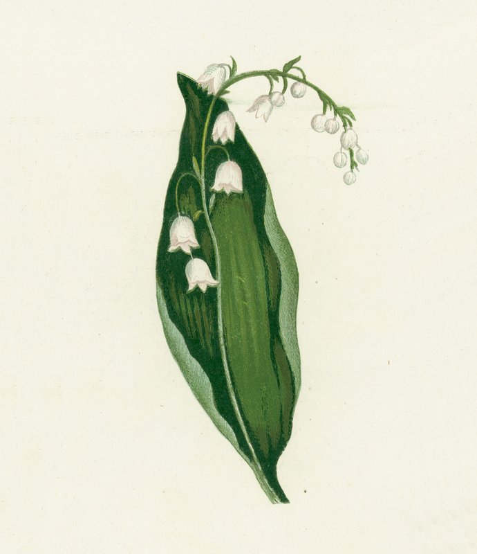 Gyöngyvirág, Convallaria Majalis alkotó: English School