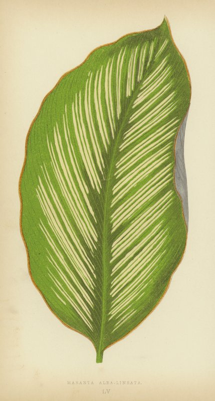 Maranta Alba-Lineata alkotó: English School