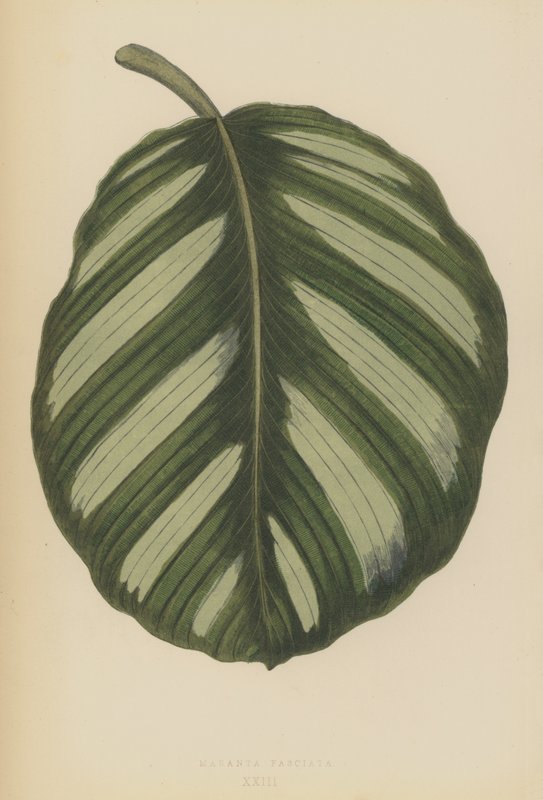 Időjárás Maranta Fasciata alkotó: English School