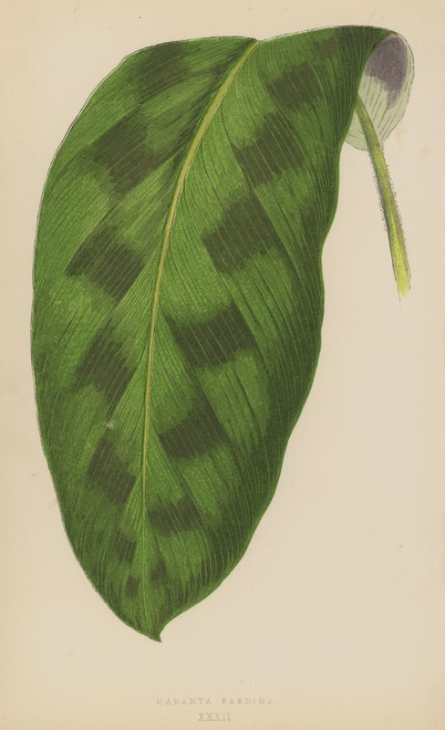 Maranta Pardina alkotó: English School