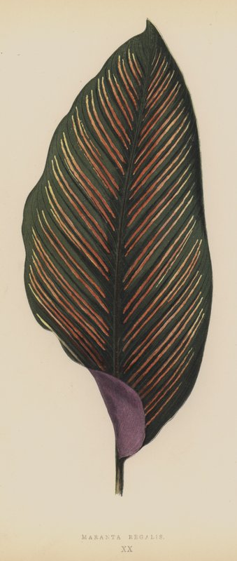 Maranta Royal alkotó: English School
