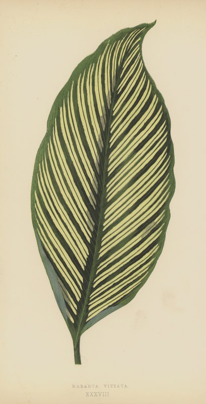 Maranta Vittata alkotó: English School