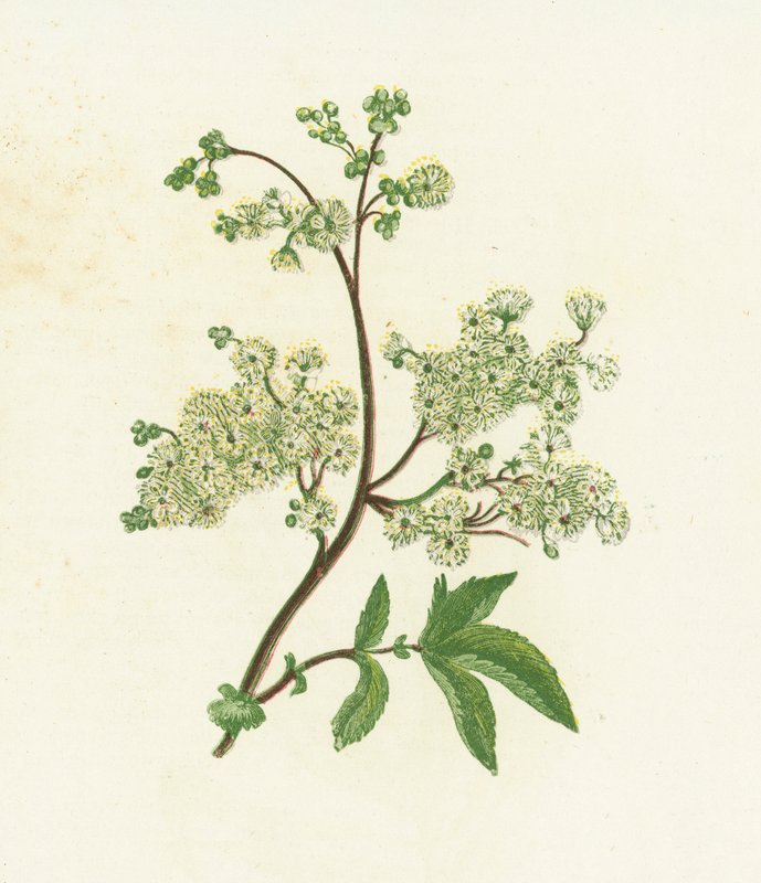 Meadow Sweet, vagy Dropwort, Spiraea Ulmaria alkotó: English School