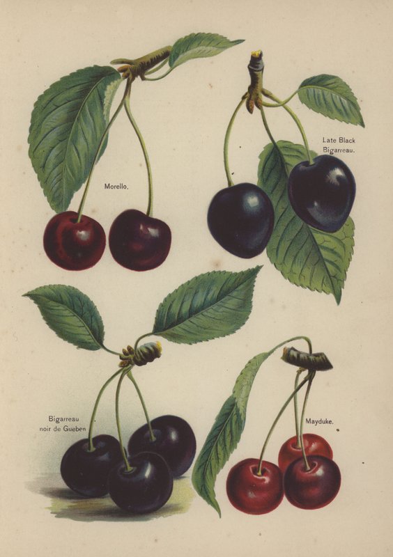 Morello, Késő Fekete Bigarreau, Bigarreau noir de Gueben, Mayduke alkotó: English School