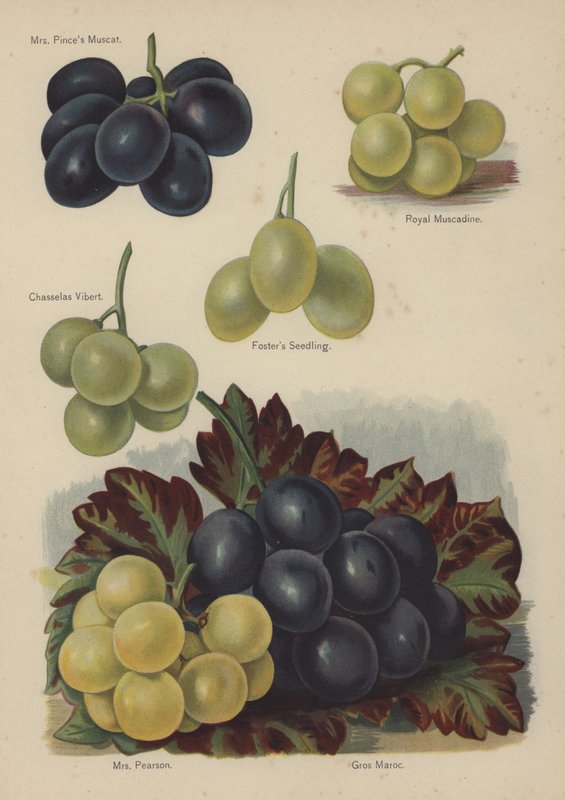 Mrs Pinces Muscat, Royal Muscadine, Chasselas Vibert, Fosters Seedling, Mrs Pearson, Gros Maroc alkotó: English School