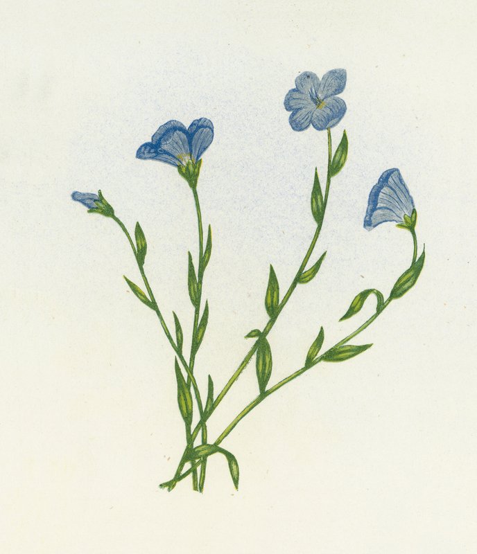Keskenylevelű sápadt len, Linum Angustifolium alkotó: English School