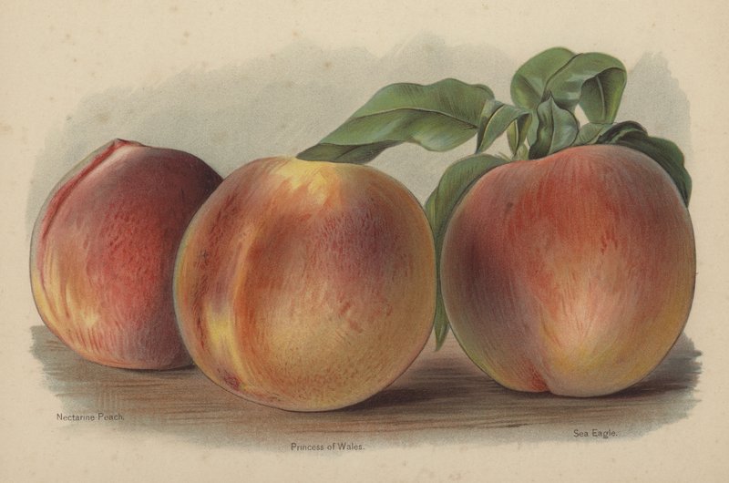 Nectarine Peach, Wales hercegnője, tengeri sas alkotó: English School