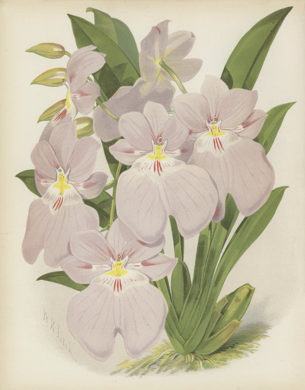 Odontoglossum Vexillarium alkotó: English School